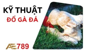 Kỹ thuật đổ gà đá